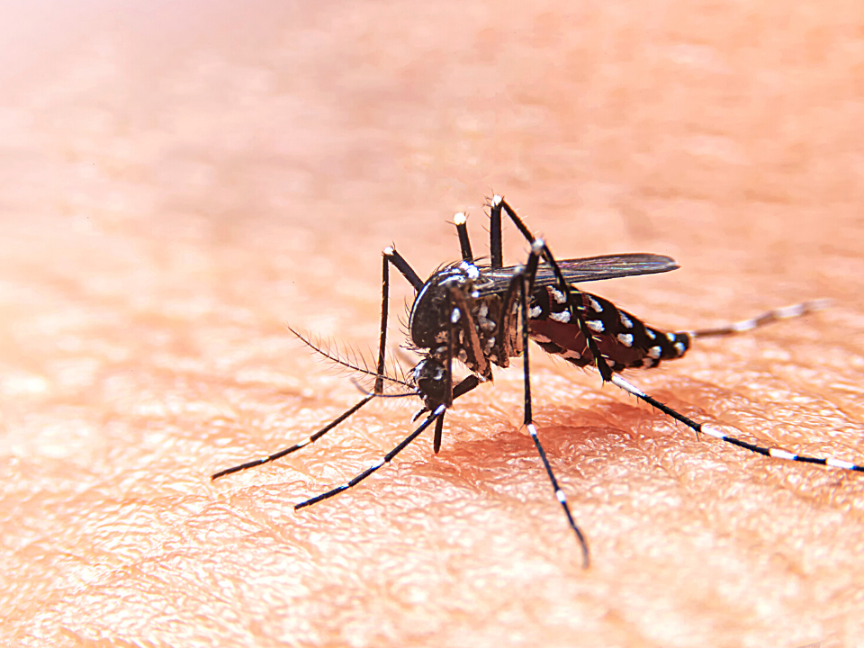 Saiba quais são os testes e exames para o diagnóstico de dengue | Newslab