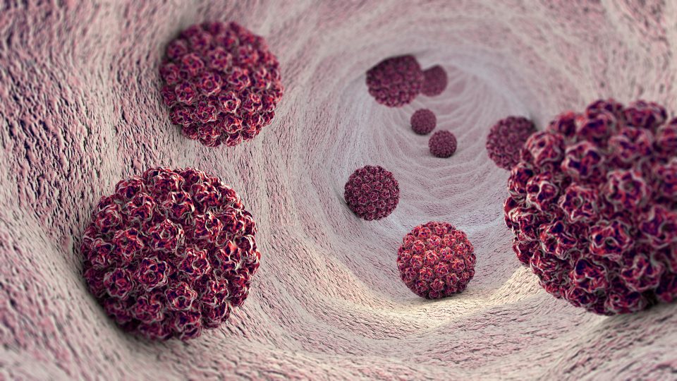 O Laboratório de Apoio Base Científica oferece painéis usando a metodologia de PCR que realizam a detecção de HPV de alto e baixo risco.