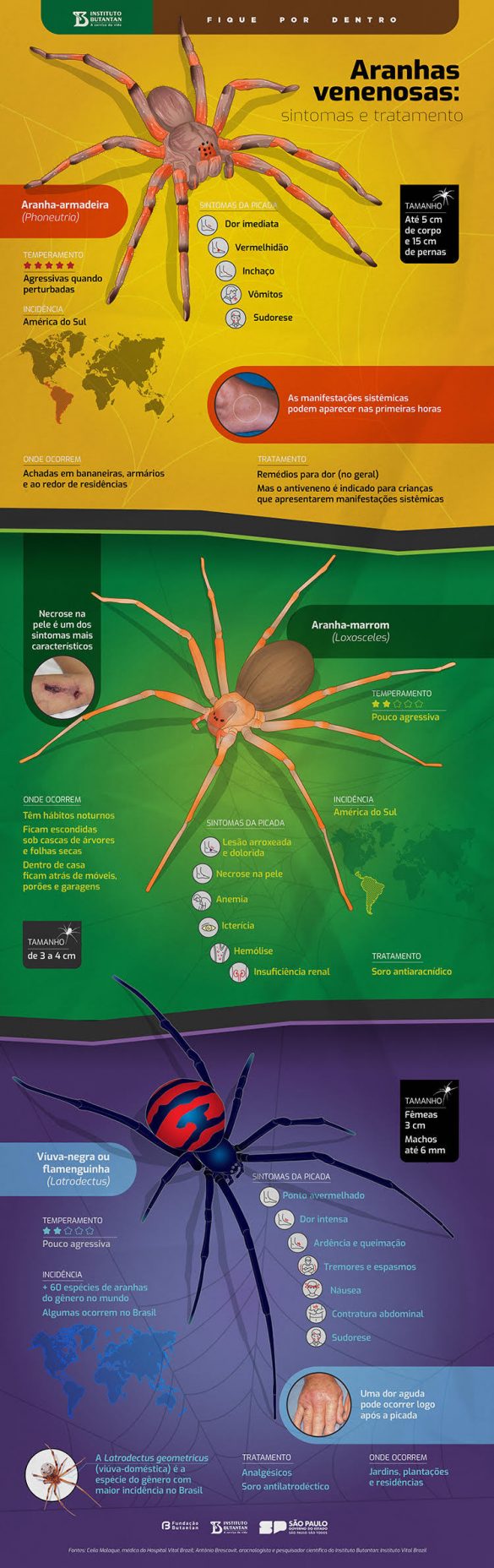 Picada De Aranha: Como Identificar, Como Tratar E Sintomas – ZLHLBD