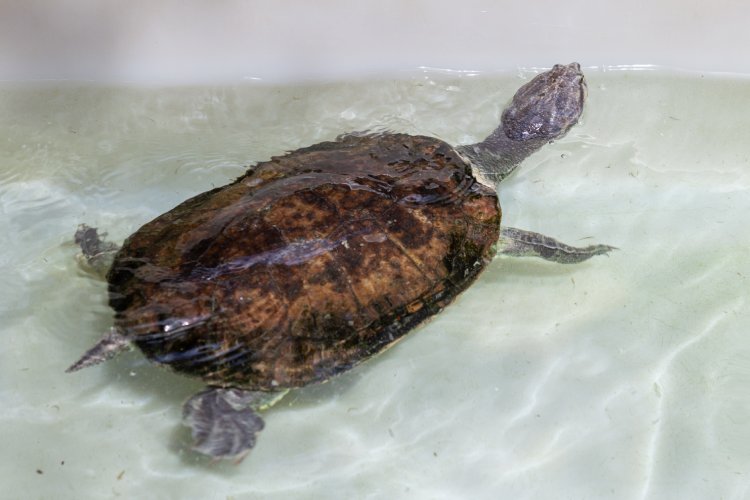 Tartarugas, jabutis e cágados: entenda o mundo dos quelônios e conheça ...