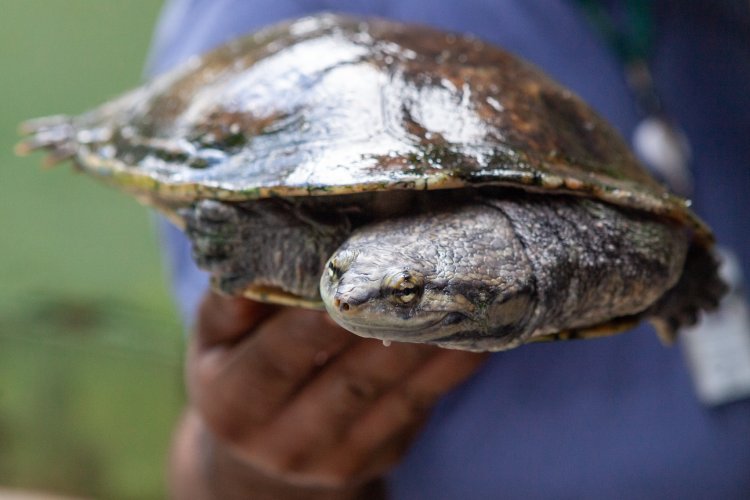 Tartarugas, jabutis e cágados: entenda o mundo dos quelônios e conheça ...