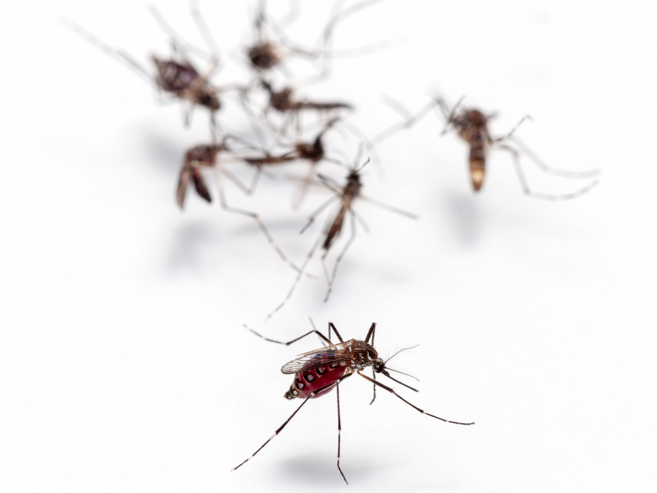 Estudo da USP mostra como a dengue se desenvolve em pacientes com doenças hematológicas