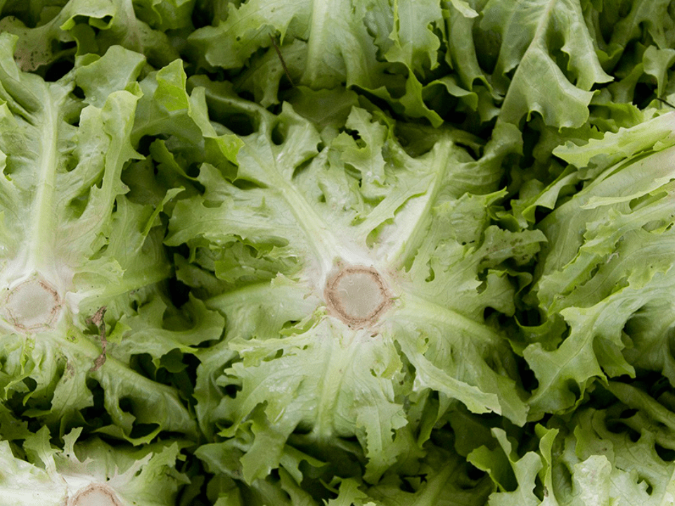 Luz, temperatura e tempo de armazenamento da alface interferem na contaminação por Salmonella