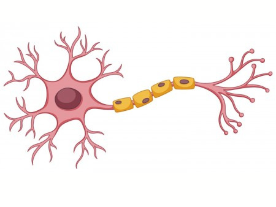 Estudo detalha papel de proteína que pode ter participação-chave no desenvolvimento da esquizofrenia