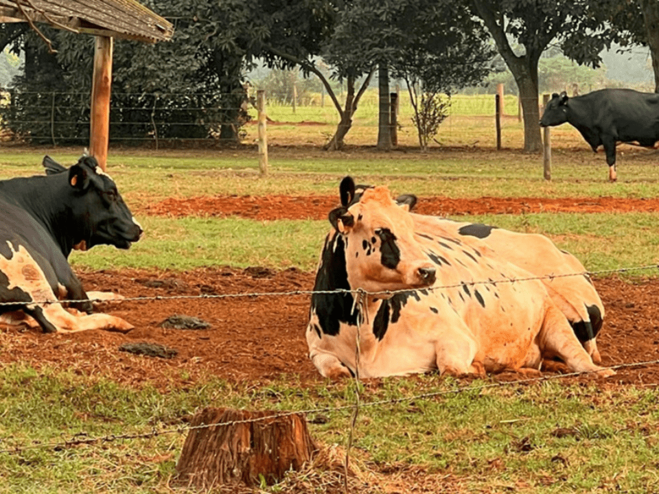 Leite está seguro, mas toxinas de fungos em ração de vacas exigem atenção