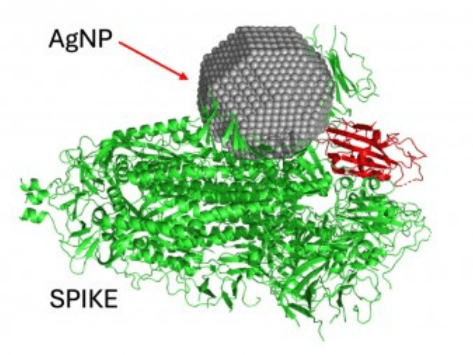 Nanopartículas de prata produzidas por fungo podem ser usadas na prevenção e no tratamento da COVID-19