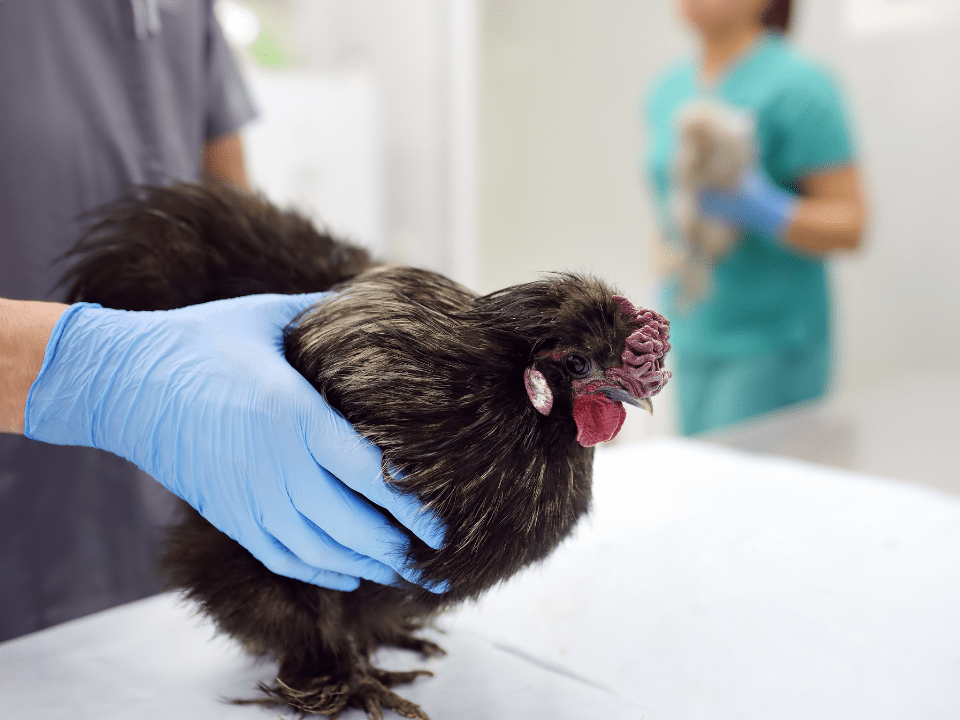 Vacina da gripe aviária fura a fila e vira prioridade para Anvisa