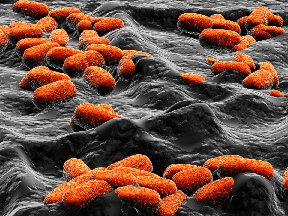 Bactéria modificada é capaz de transformar plástico PET em paracetamol, diz estudo