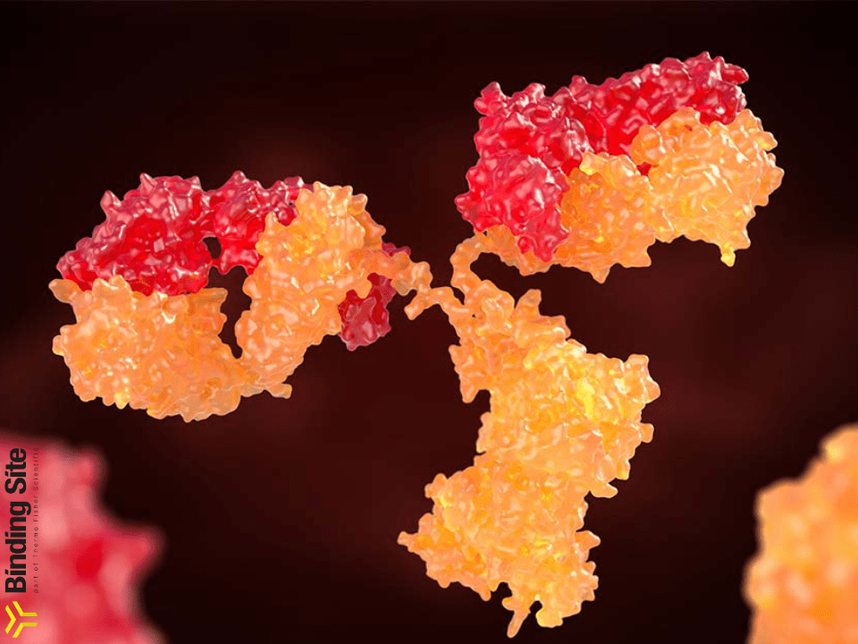Binding Site Erros Inatos da Imunidade e o risco de Gamopatias Monoclonais: o que a ciência está revelando?