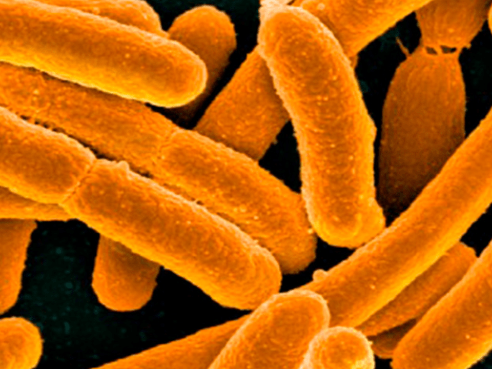 Espécies invasoras podem ser portadoras silenciosas de bactérias resistentes