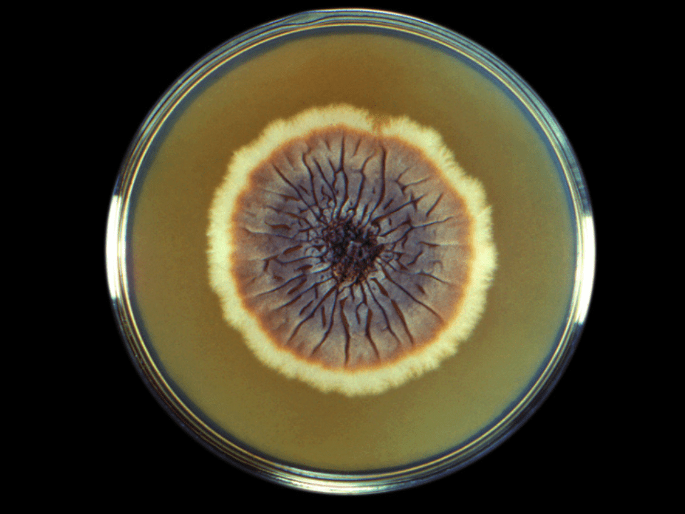 Esporotricose: fungo encontra no Brasil “local perfeito” para epidemia