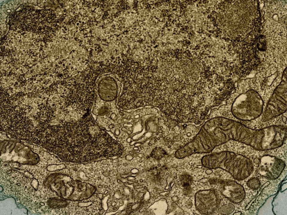 Oropouche: identificado caminho da produção de anticorpos contra vírus que infecta sistema nervoso