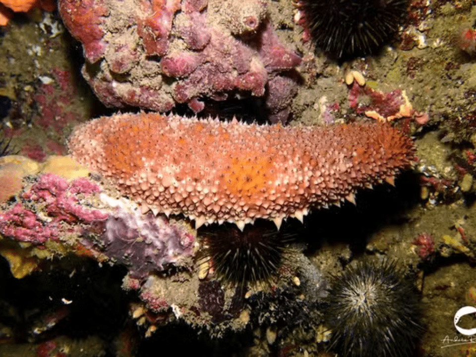 Como pepinos-do-mar podem ser fundamentais para combater o câncer