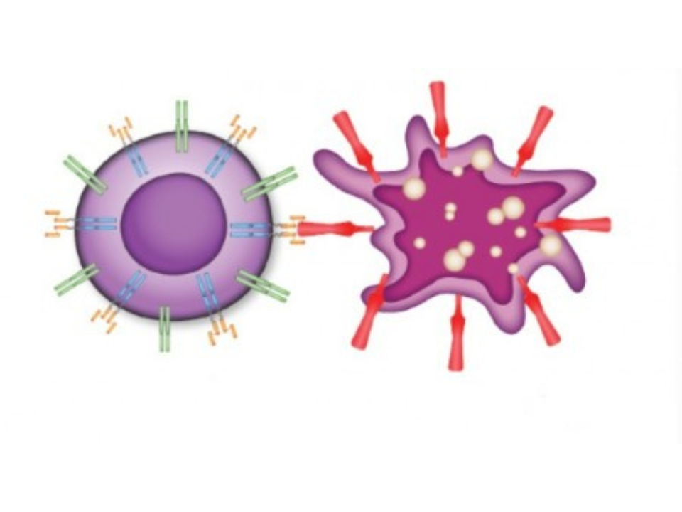 Pesquisadores do Brasil e da França vão testar nova terapia celular contra tipo de câncer