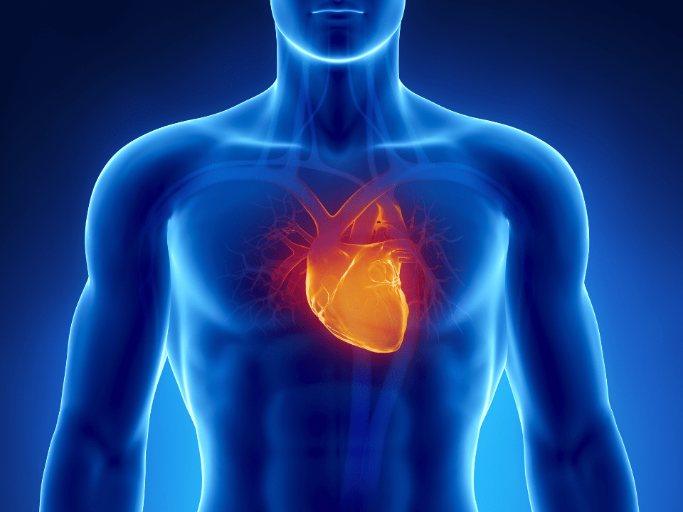 Saúde Cardiovascular Favorável: Prolongando a Vida e Reduzindo Custos na Terceira Idade