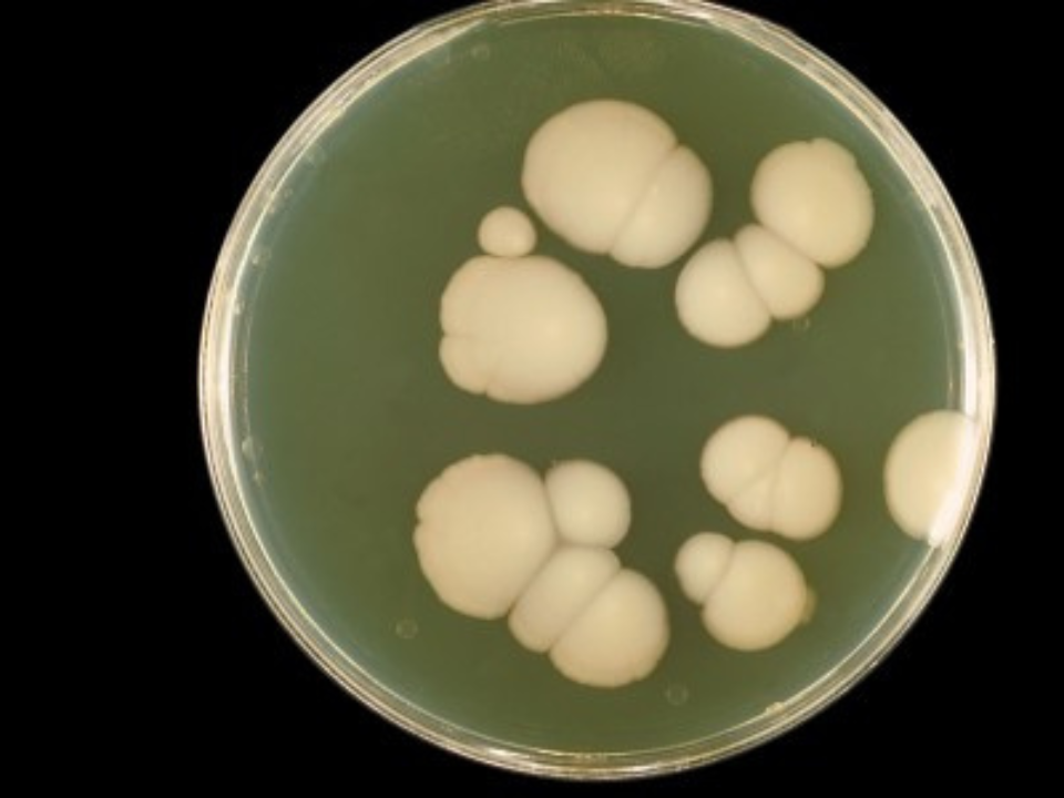 Terapia a laser potencializa tratamento contra fungo resistente a medicamento convencional