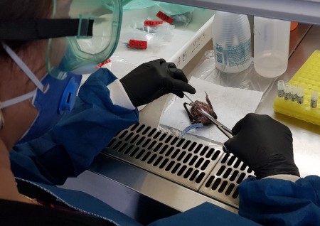 Pesquisadores isolam vírus ‘parente’ do sarampo em morcegos da América Latina