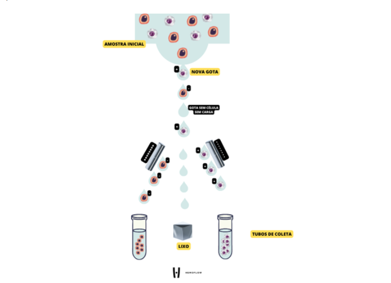 Você sabe o que é Cell Sorting? | Newslab