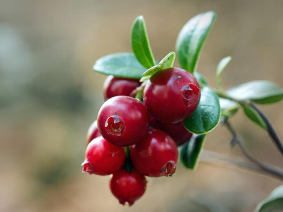 Cranberry em leite fermentado mostra potencial contra infecção urinária
