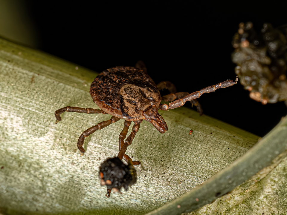 Na saliva do carrapato um novo caminho a seguir contra a febre maculosa