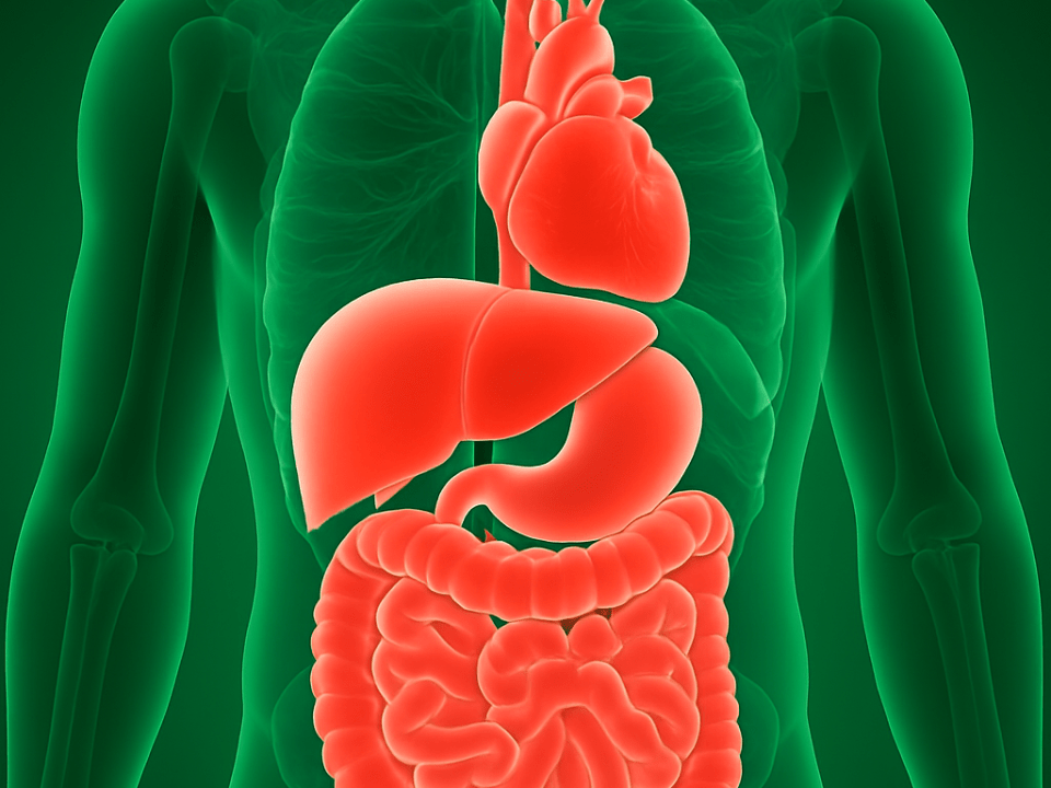 Ilustração médica em 3D do tronco humano em tons esverdeados, com sistema digestório e coração destacados em vermelho, mostrando intestino, fígado, estômago e coração em vista anatômica transparente.