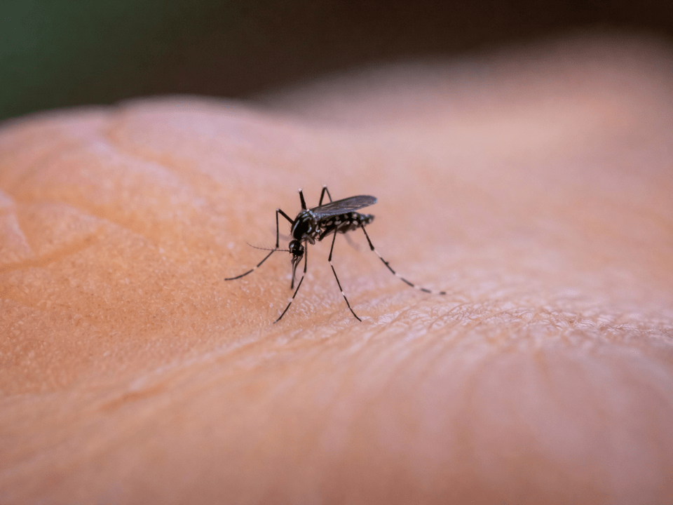 Aedes aegypti, principal vetor do Zika vírus, responsável pela transmissão da infecção associada a sequelas neurológicas na infância.