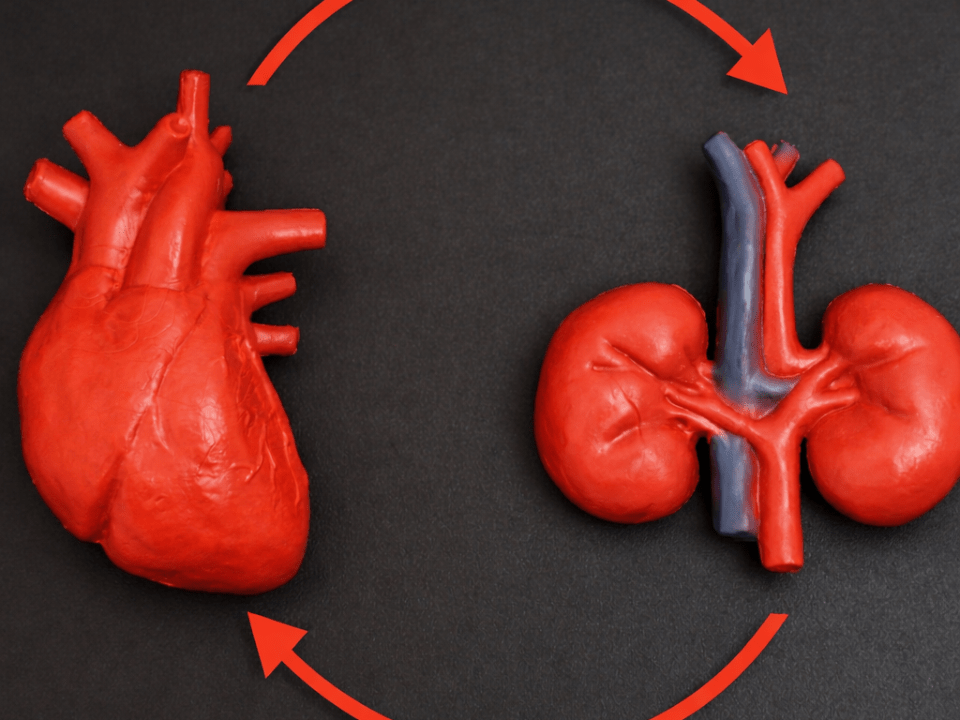 Modelo anatômico do coração e dos rins humanos em fundo escuro, ilustrando a interação fisiopatológica entre função renal e saúde cardiovascular.