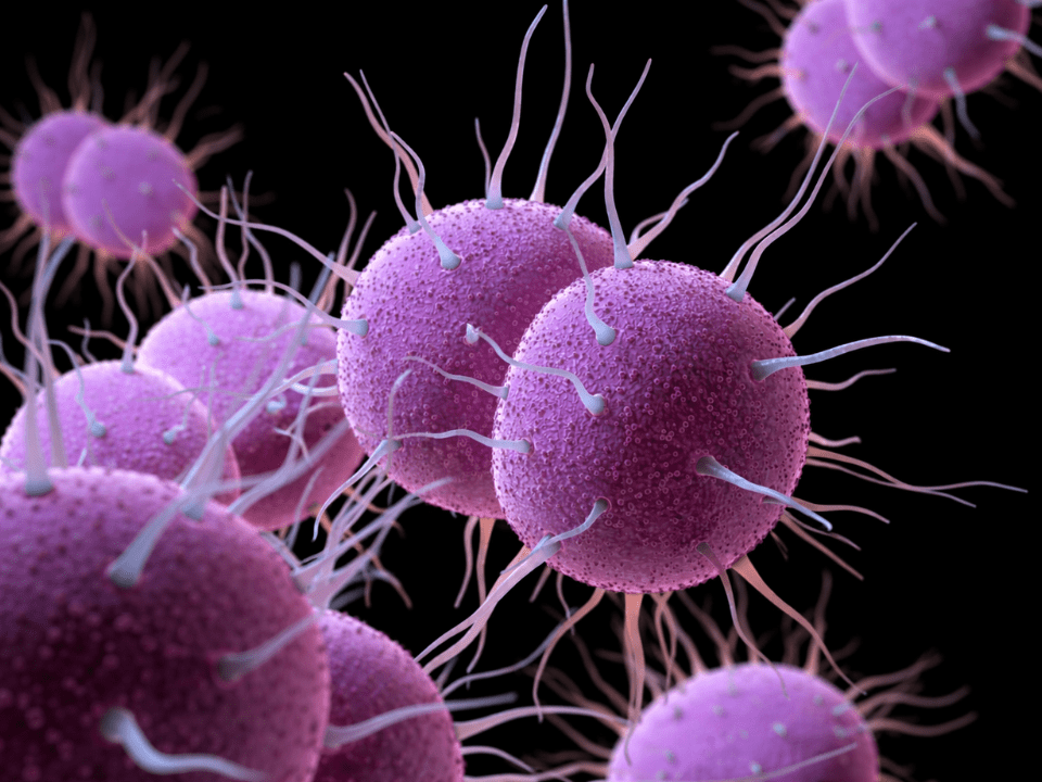 Ilustração científica da bactéria Neisseria gonorrhoeae associada ao desenvolvimento de nova pílula antibiótica para o tratamento da gonorreia.