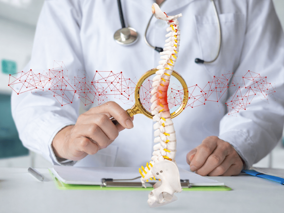Modelo anatômico da coluna vertebral sendo analisado por profissional de saúde em contexto de pesquisa clínica para tratamento de lesões na medula espinhal.