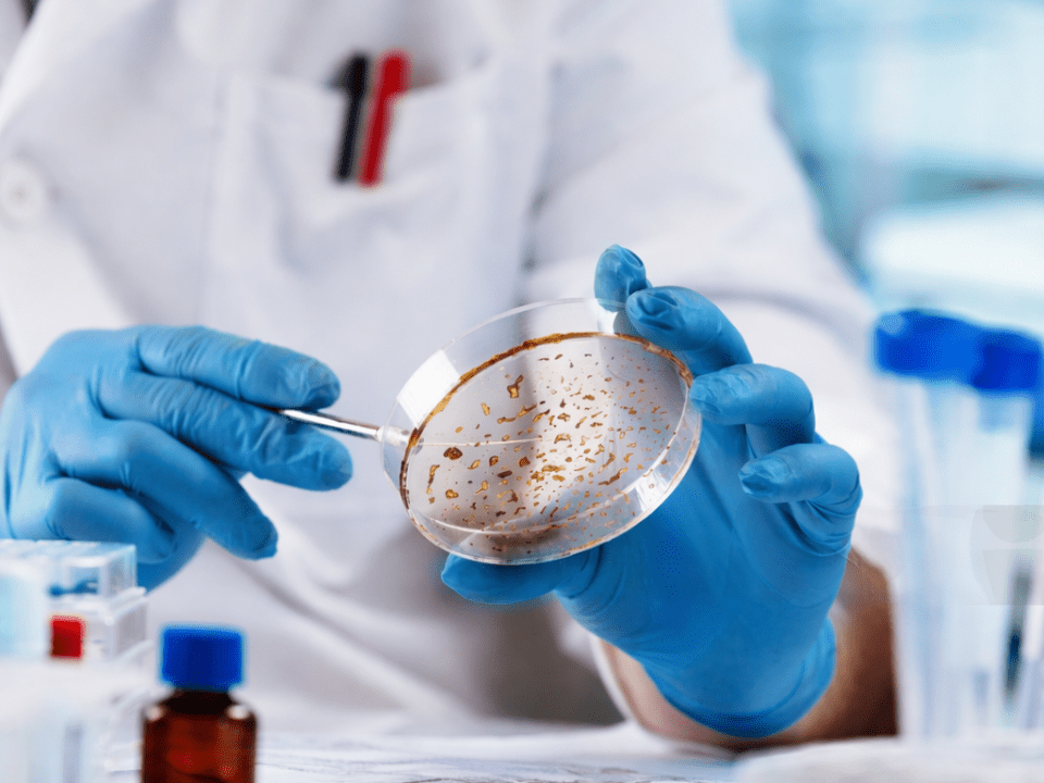 Pesquisador analisa crescimento de fungos em placa de Petri em laboratório, representando estudos sobre novos alvos antifúngicos e resistência fúngica.