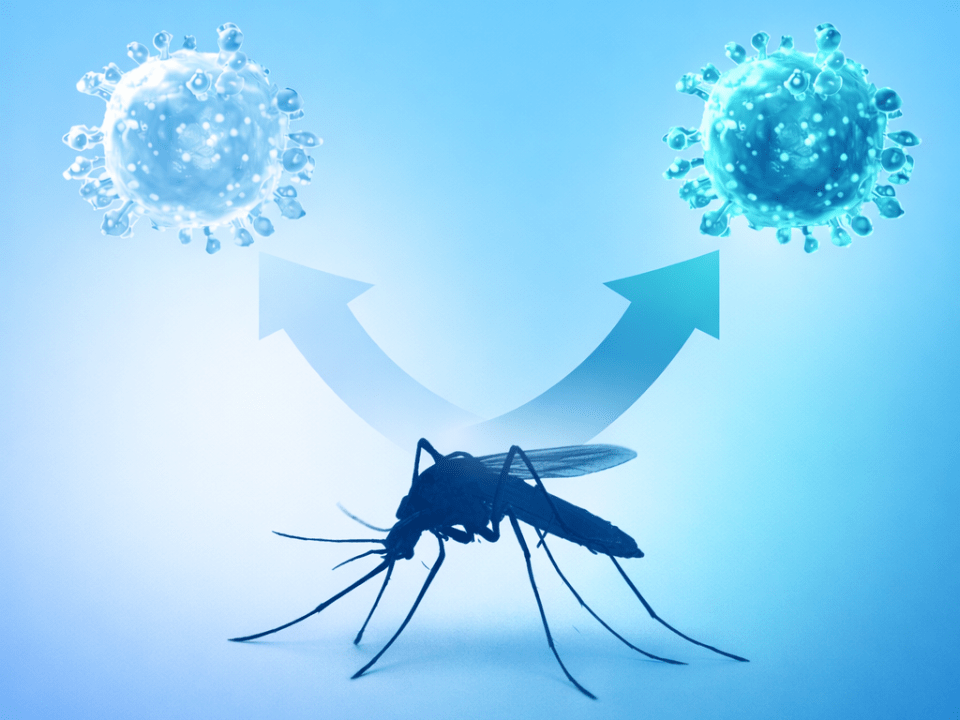 Ilustração científica de mosquito em corpo inteiro com duas partículas virais distintas em tons de azul, conectadas por setas, representando a comparação entre dengue e febre do Oropouche.