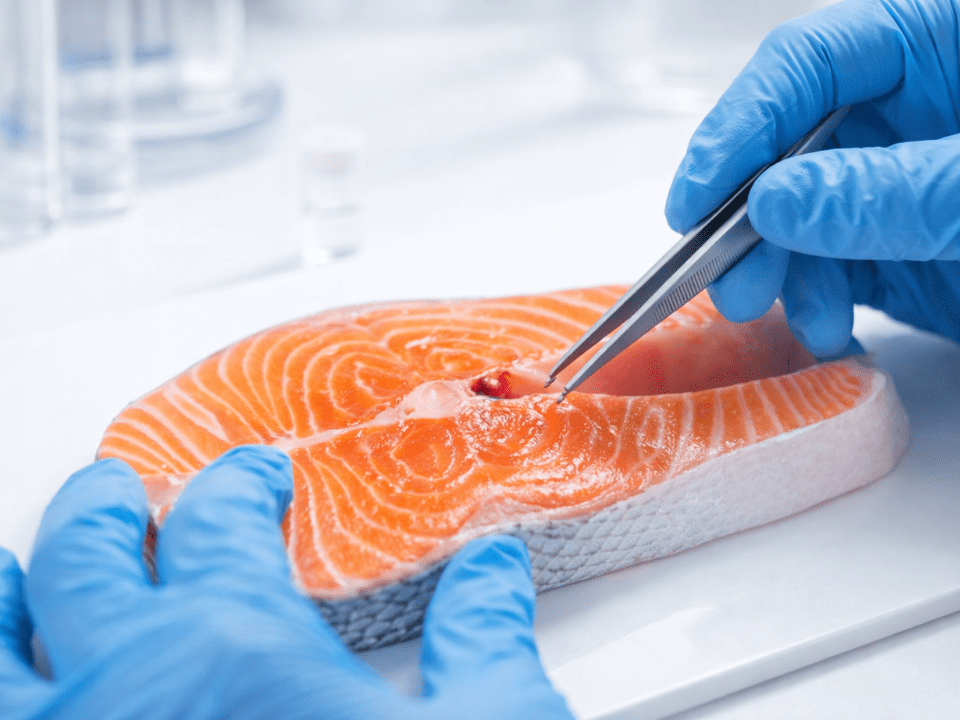 Peixe em análise laboratorial com manipulação por profissional de saúde, ilustrando a presença de antibióticos em peixes e o controle de segurança alimentar.