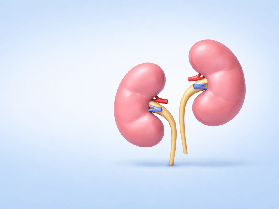 Ilustração biomédica em 3D de dois rins humanos com ureteres e vasos renais, sobre fundo azul claro, representando a função renal e o diagnóstico de doenças renais.