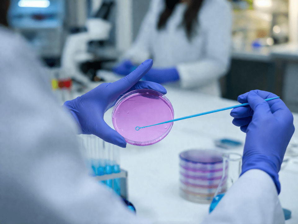 Profissional de laboratório com luvas nitrílicas azuis manipulando placa de Petri com meio de cultura rosado, utilizando alça de inoculação, em ambiente laboratorial moderno com fundo desfocado, representando análise microbiológica e cultivo bacteriano.