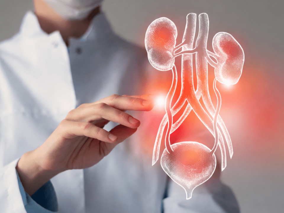 Profissional de saúde interagindo com representação digital do sistema urinário destacando infecção, ilustrando teste urinário rápido ITU e escolha de antibióticos em diagnóstico laboratorial.