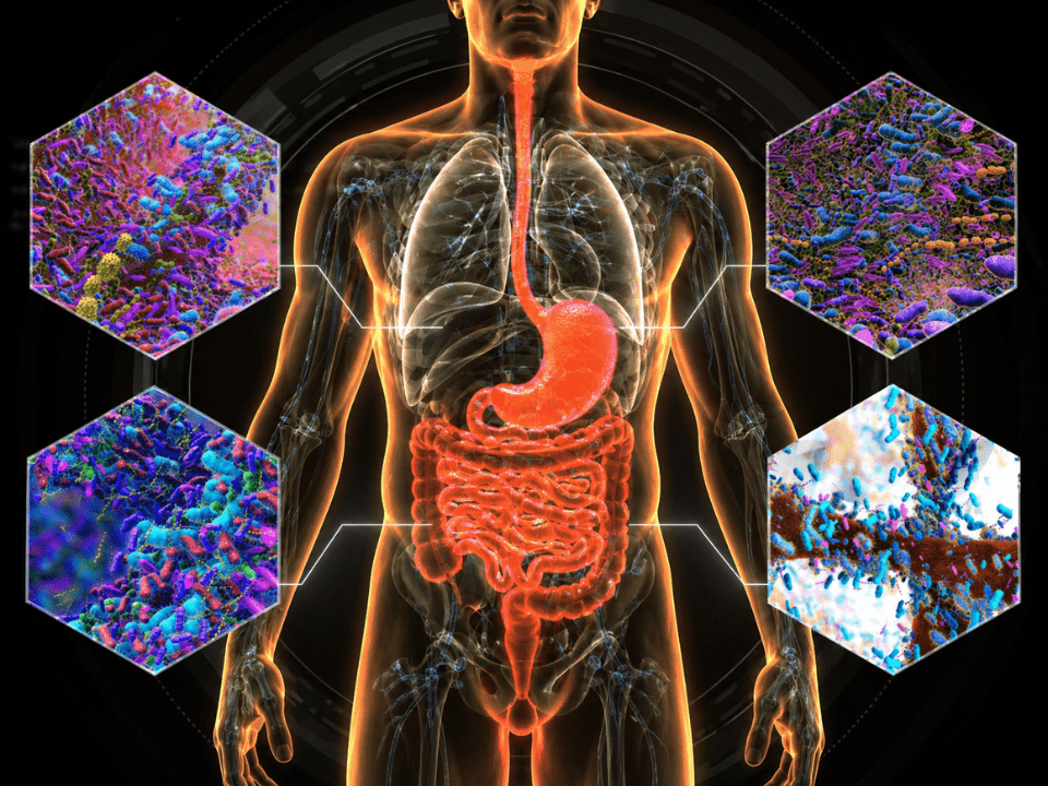 Microbioma câncer gástrico precoce ilustrado em anatomia masculina com destaque para trato gastrointestinal e interação com microbiota oral e intestinal em análise biomédica avançada.