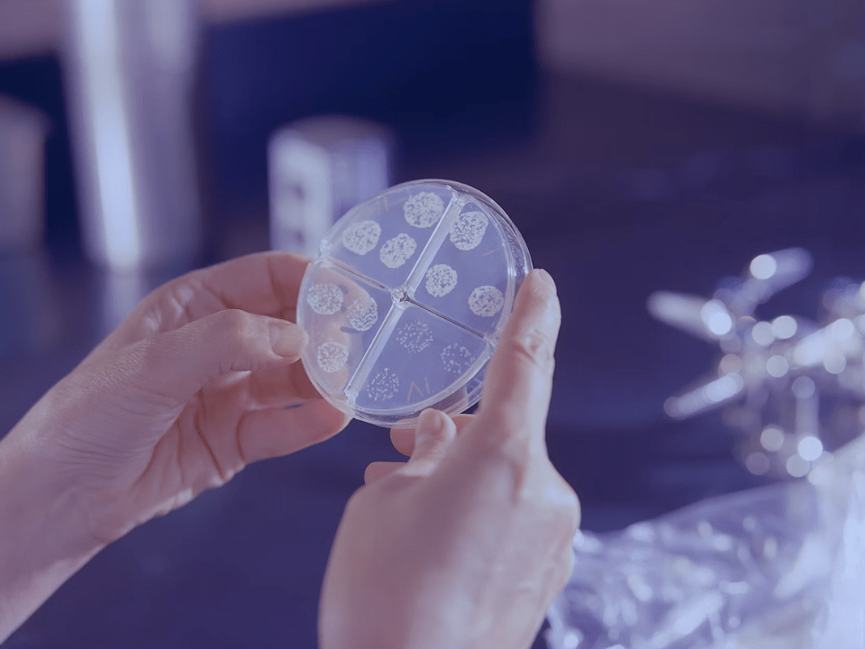 Placa de Petri com culturas bacterianas sendo analisadas em laboratório clínico, ilustrando resistência antimicrobiana e diagnóstico rápido na microbiologia.