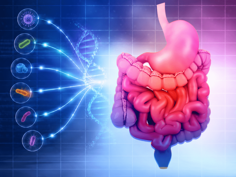 Ilustração biomédica digital do sistema gastrointestinal humano com destaque para intestino e estômago, associada a elementos de biologia molecular, DNA e microrganismos, representando como o PCR multiplex gastrointestinal acelera diagnóstico de infecções intestinais em análises clínicas e medicina diagnóstica.