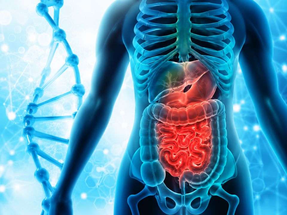 Ilustração médica digital mostrando o sistema digestório humano em destaque, com intestino delgado e cólon evidenciados em vermelho, ao lado de uma estrutura de DNA. A imagem representa os avanços do teste genético para doença inflamatória intestinal, destacando pesquisas sobre biomarcadores genéticos associados à doença de Crohn e à retocolite ulcerativa, com potencial aplicação na medicina de precisão e no diagnóstico molecular.