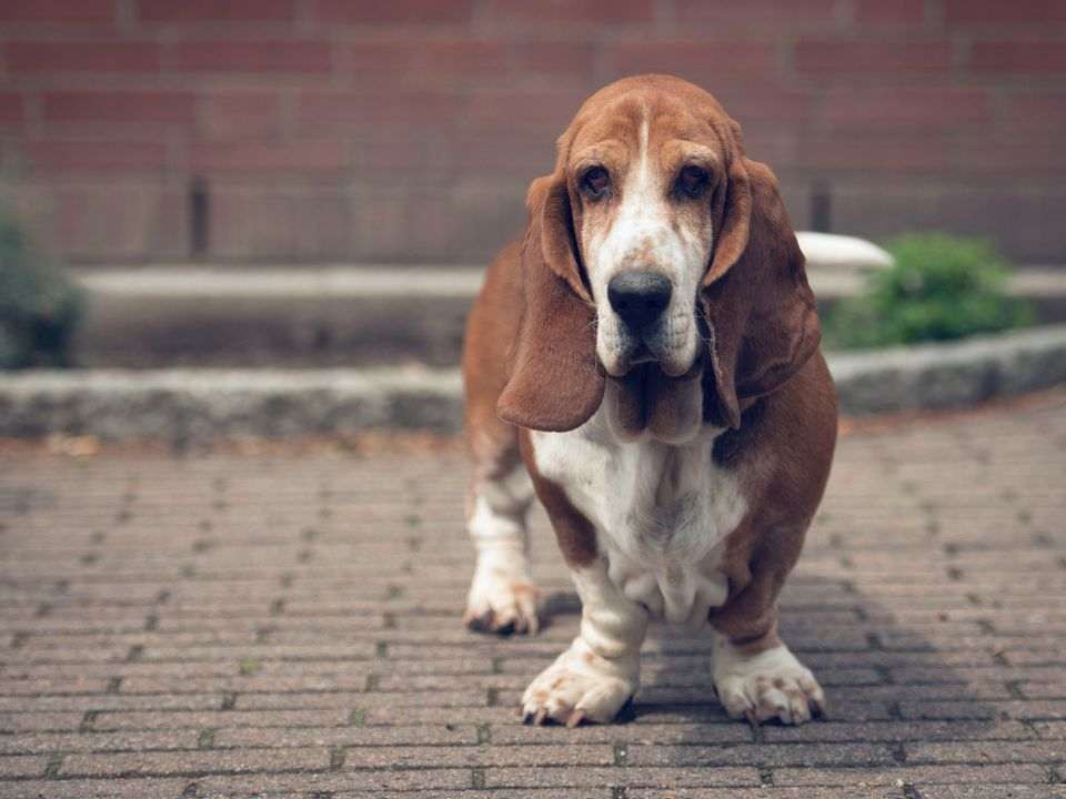 Cão idoso em pé ao ar livre, representando sinais associados à perda de massa muscular em pets, como redução de força, mobilidade e disposição.