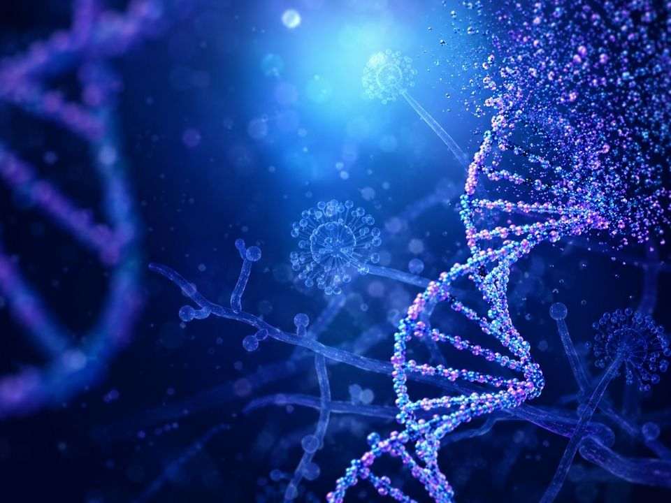 Análise de DNA fúngico no plasma para diagnóstico de infecções fúngicas invasivas.