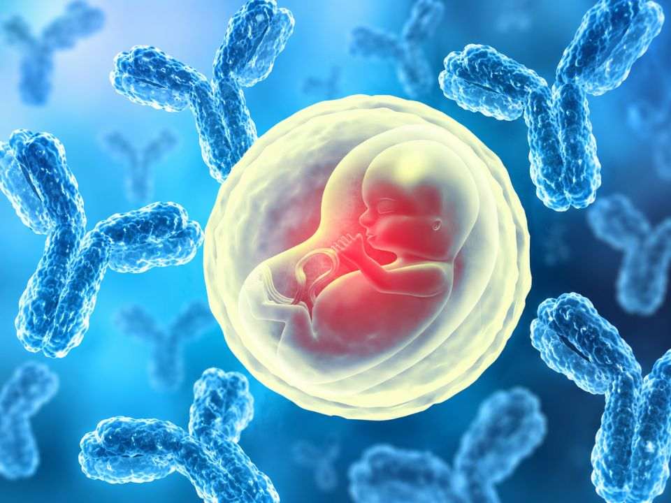 Representação da transferência placentária de IgG entre mãe e feto durante uma gestação a termo.